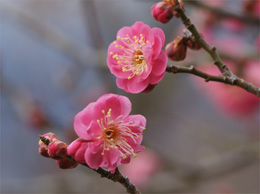 長瀞宝登山　梅百花園