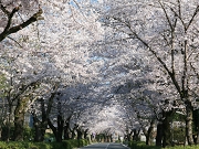 宝登山ロープウェイ　長瀞の桜「北桜通り」