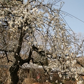 不動寺「しだれ梅」