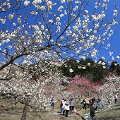 梅百花園