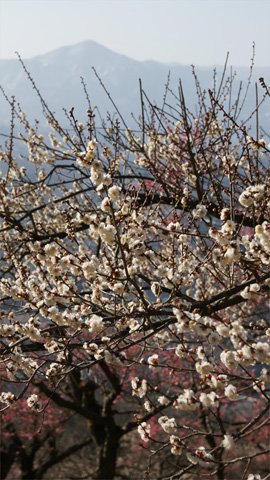 長瀞宝登山　梅百花園