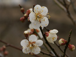 長瀞宝登山　梅百花園　満月